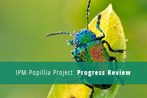 IPM-Projekt Popillia
