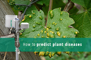 Pflanzenkrankheiten vorhersagen