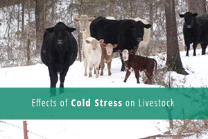 Детальніше про статтю Effects of Cold Stress on Livestock
