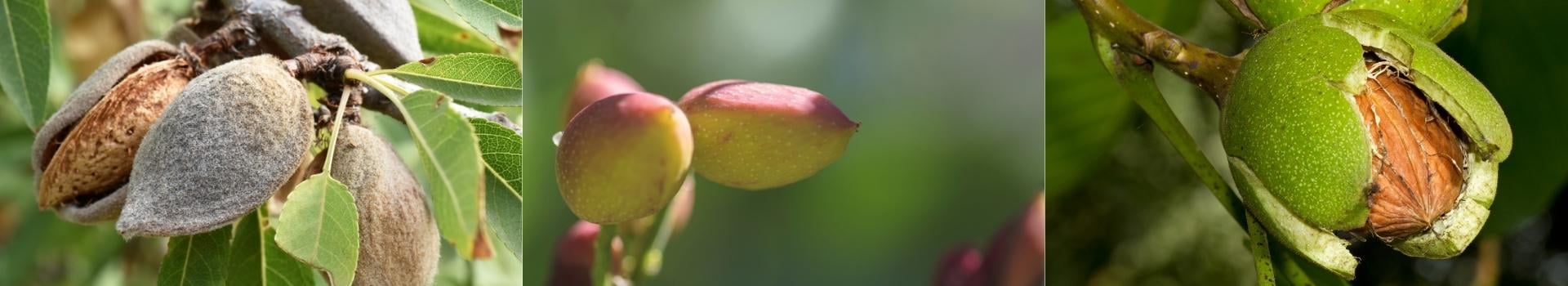 almond, pistachio, walnut disease models - cover photo