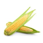 modelos de enfermedad - maíz