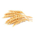 disease models - wheat
