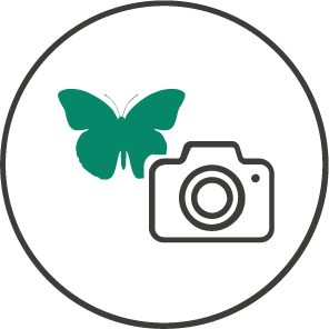 insect monitoring icon