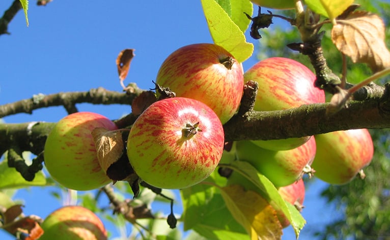 monitorização remota de campo - maçãs