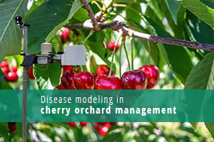 Cherry Orchard Management-Lösungen