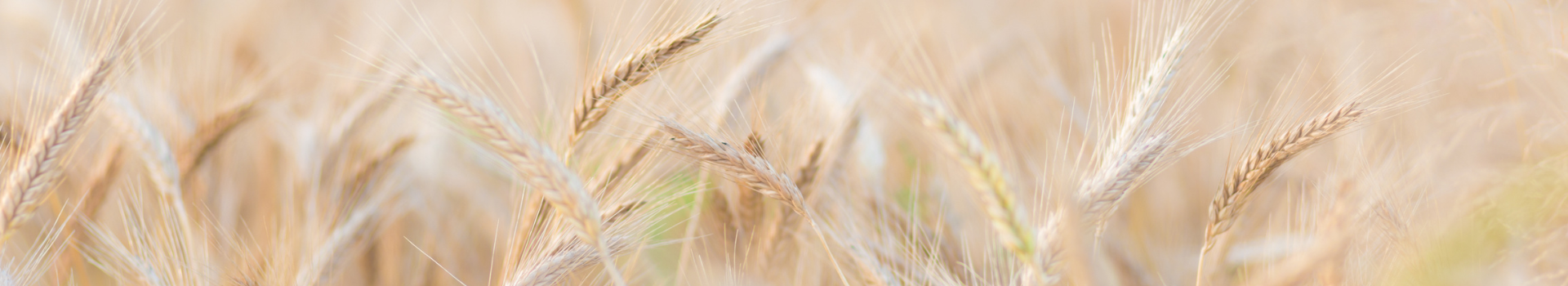 Моделі хвороб - пшениця