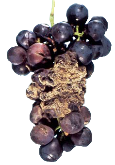 Szara pleśń na winogronach