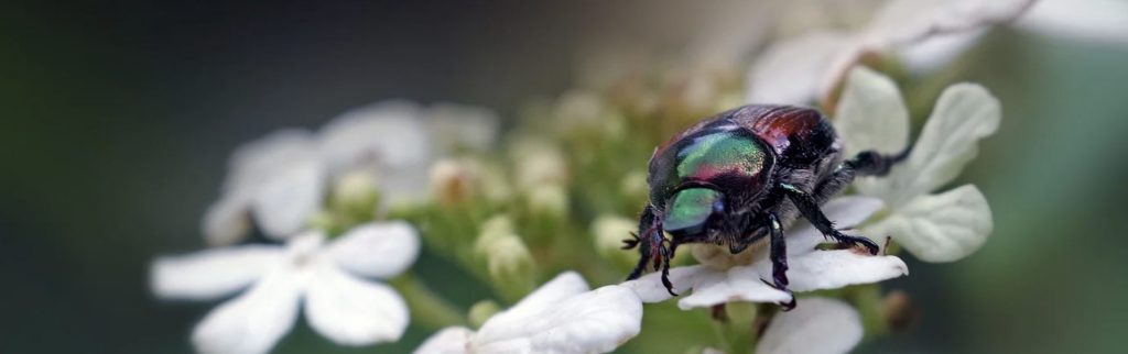 Popillia-Japonica-Japanese-beetle-1024x322