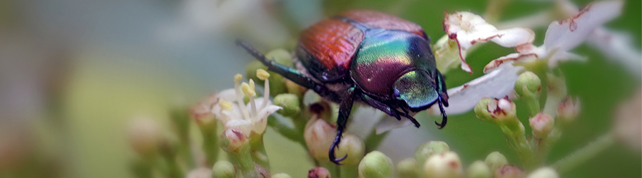 japanese beetle_cover