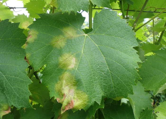BLOG - Smart solutions for effective Disease management_Grapevine Downy mildew (Plasmopara viticola)